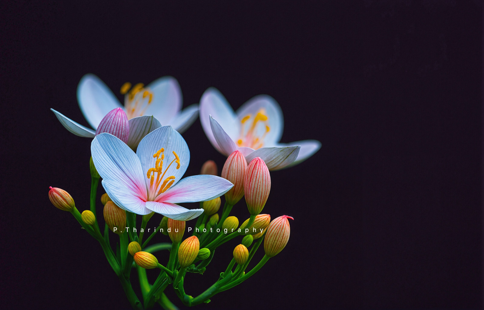 Photograph Digital Image Wildflower Photo Wallpaper Background Desktop Art Print