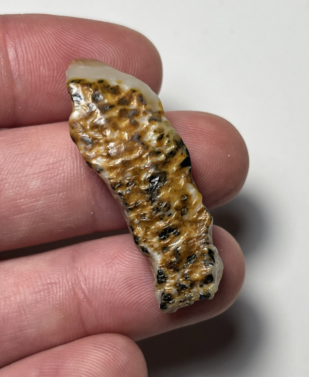 1.65” Ice Age Mammal Fossil Tooth Shard South Carolina