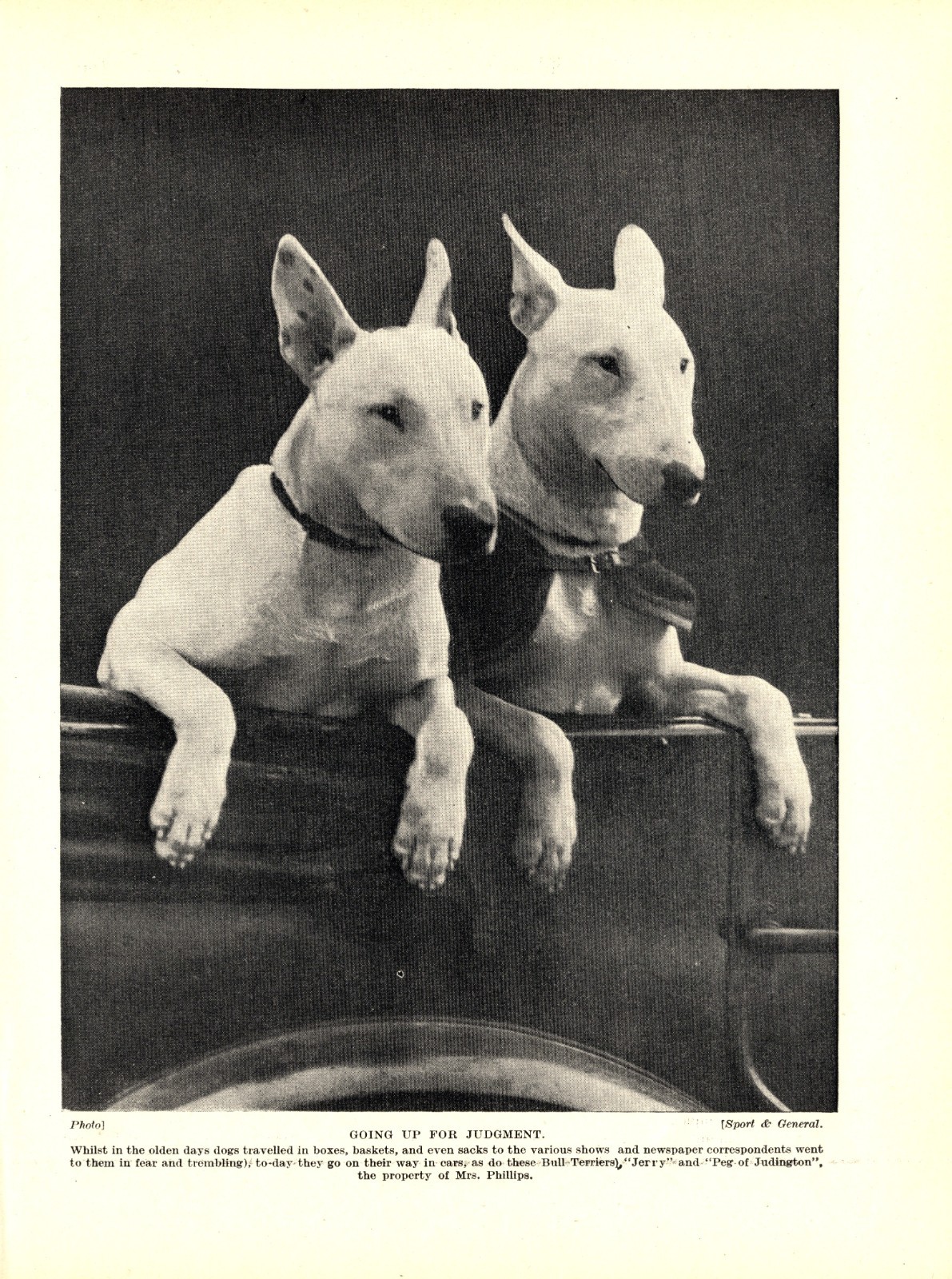1930s Antique BULL TERRIER Dog Print Vintage Judington Bull Terriers 7078f