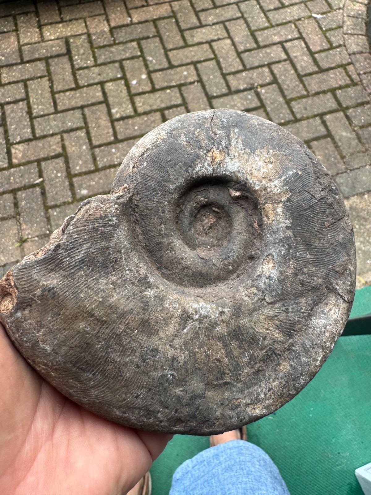 Ready to prep large Ammonite, Triassic Timor. Monophyllites Sp.