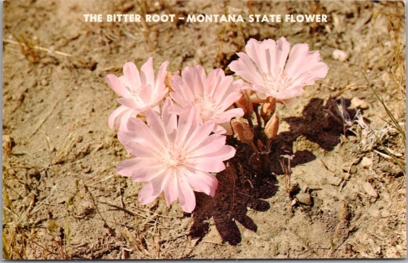 Vintage 1950s Montana Greetings Postcard BITTER ROOT / State Flower - Unused