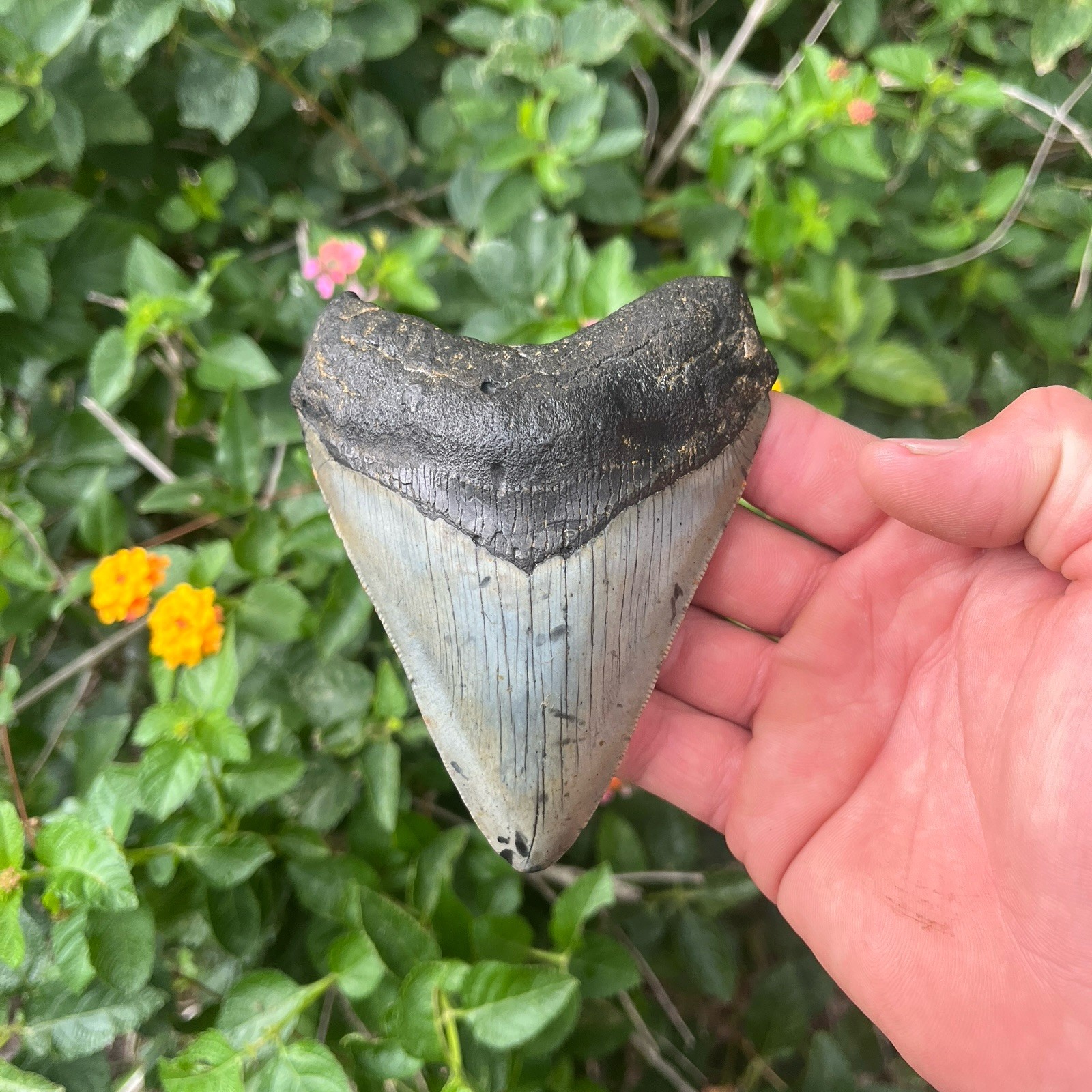 Real Megalodon Shark Tooth 4.57” Fossil