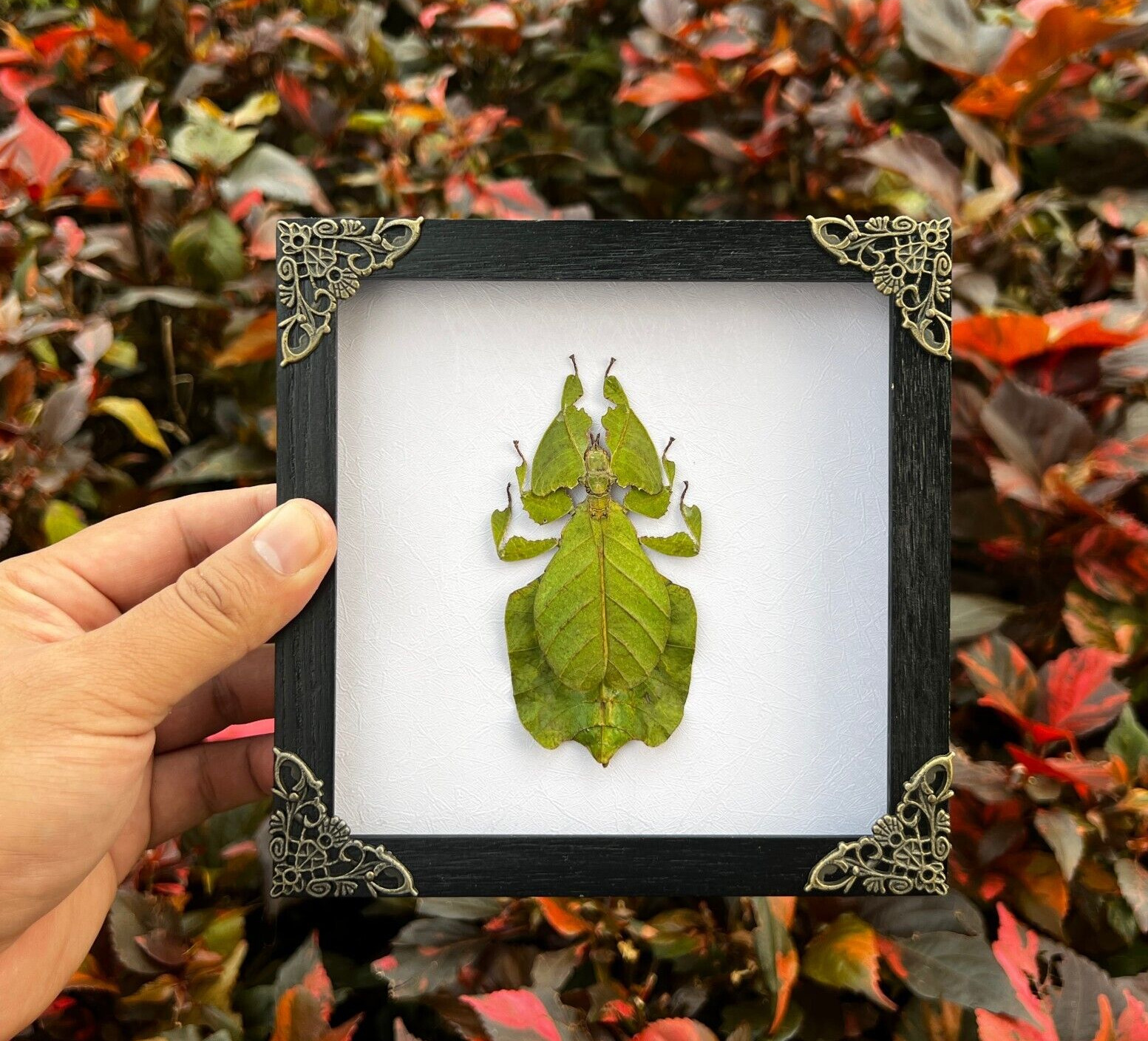 Real Frame Walking Leaf Insect Taxidermy Dried Shadow Gothic Decor Wall Hanging