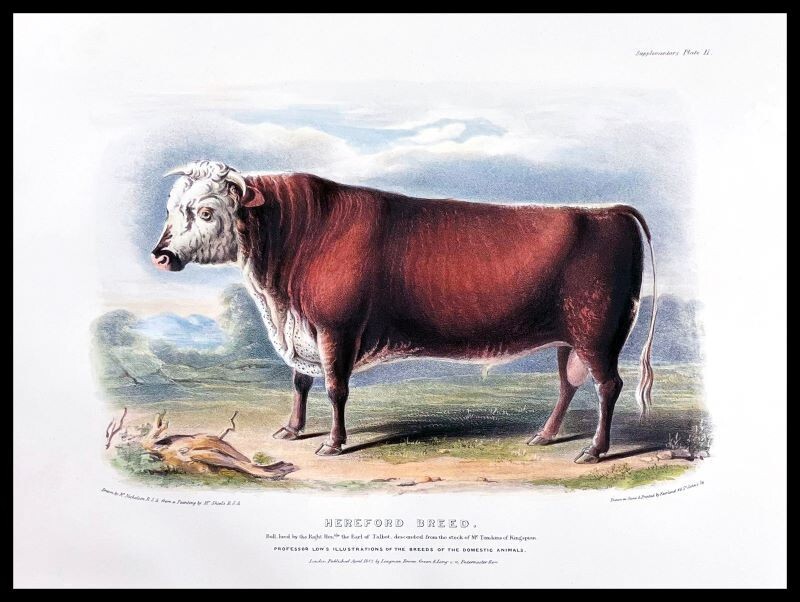 The Hereford Breed NEW Sign: 24x30
