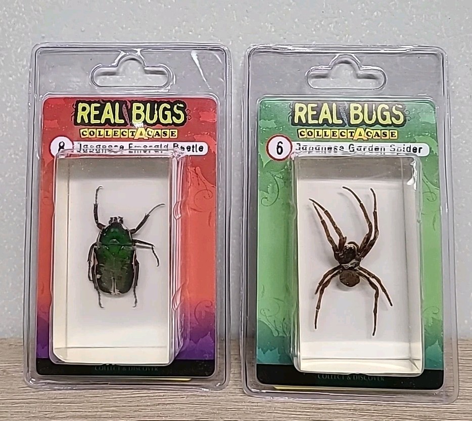 2 X Real Bugs Collect A Case Japanese Garden Spider & Emerald Beetle Science