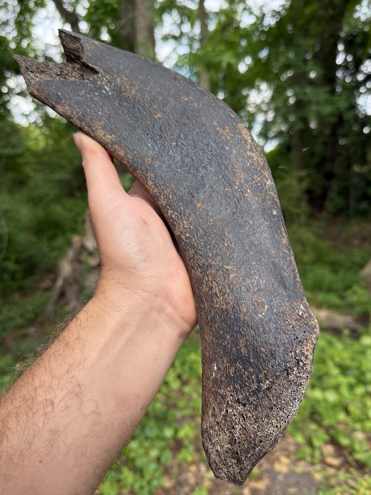 Very Nice Large EXTINCT “MYSTICETI” Rib Wh@le Bone Fossil 