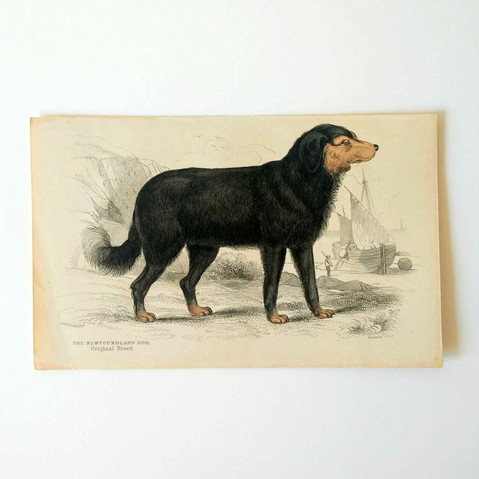 Antique Paper Print Newfoundland Dog Newfie Lizars Illustration 19th Century