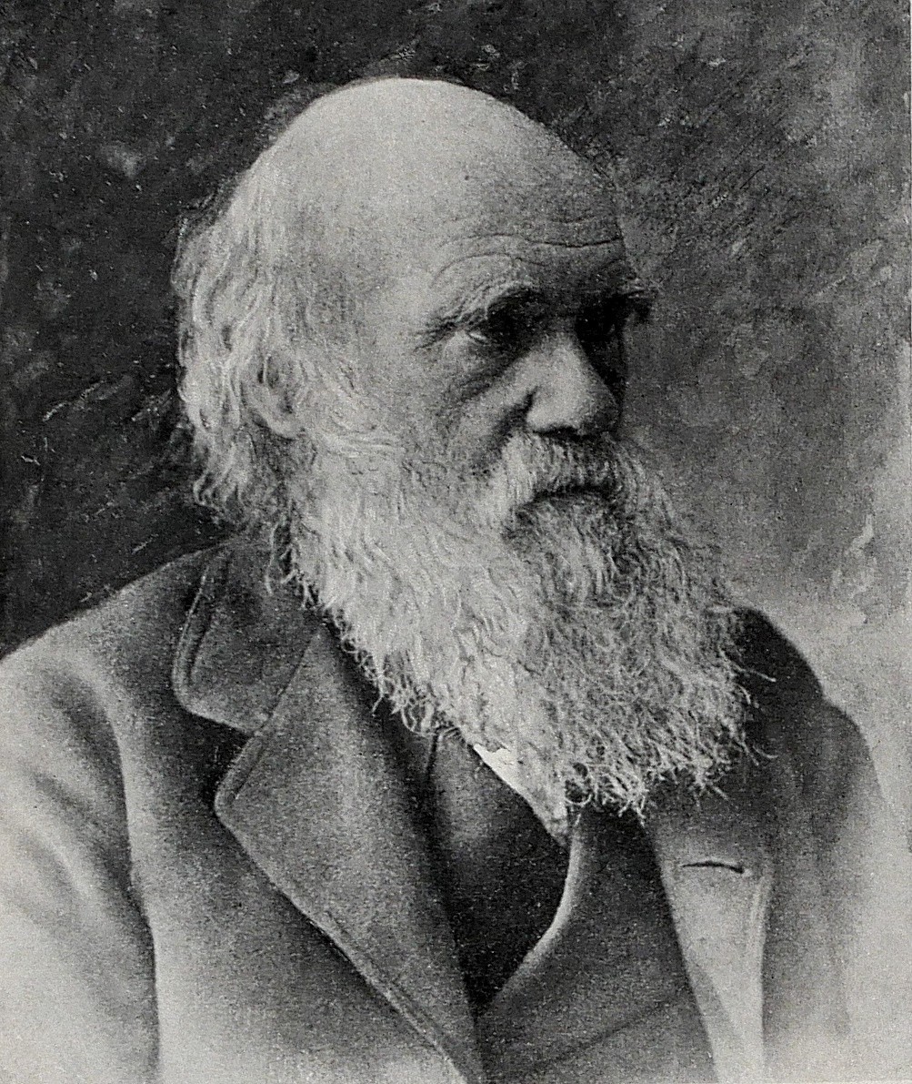 Charles Darwin Evolution Natural Selection 1901 Harper\'s Magazine Portrait Leaf