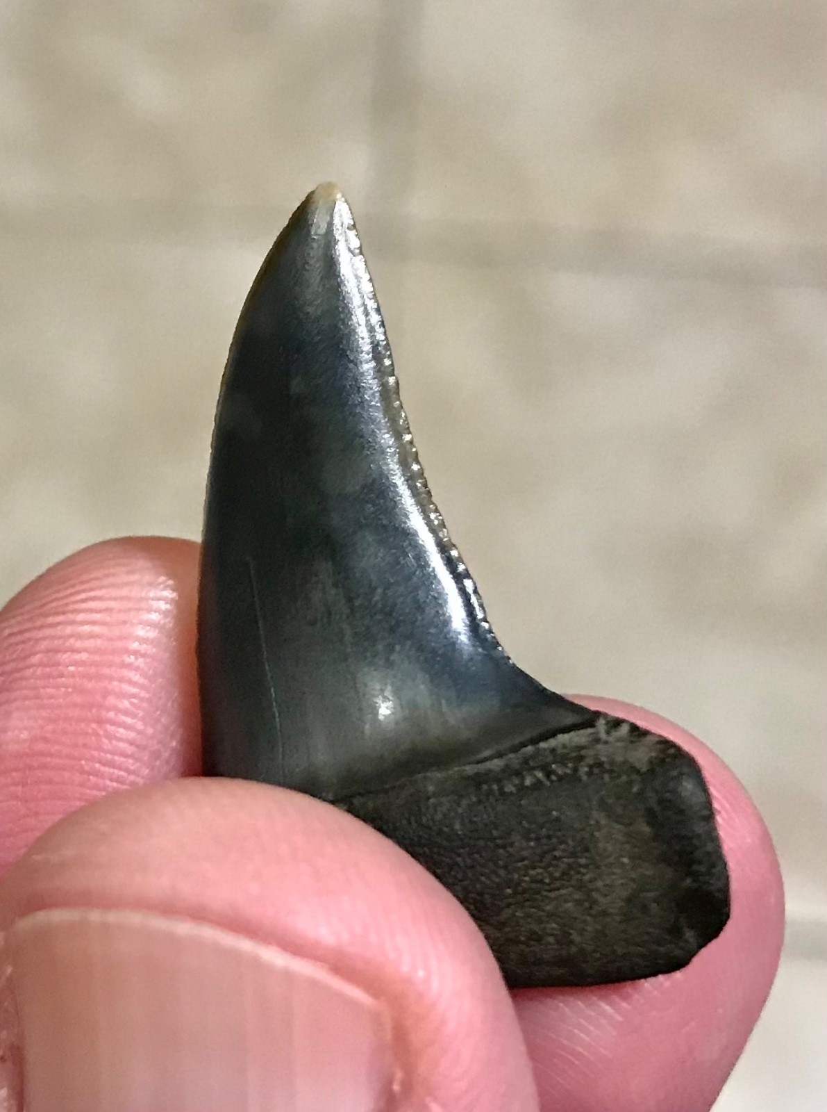 SUUUUPER RARE SERRATED - HUBBELLI TRANSITIONAL -GEORGIA RIVER- SHARKTOOTH FOSSIL