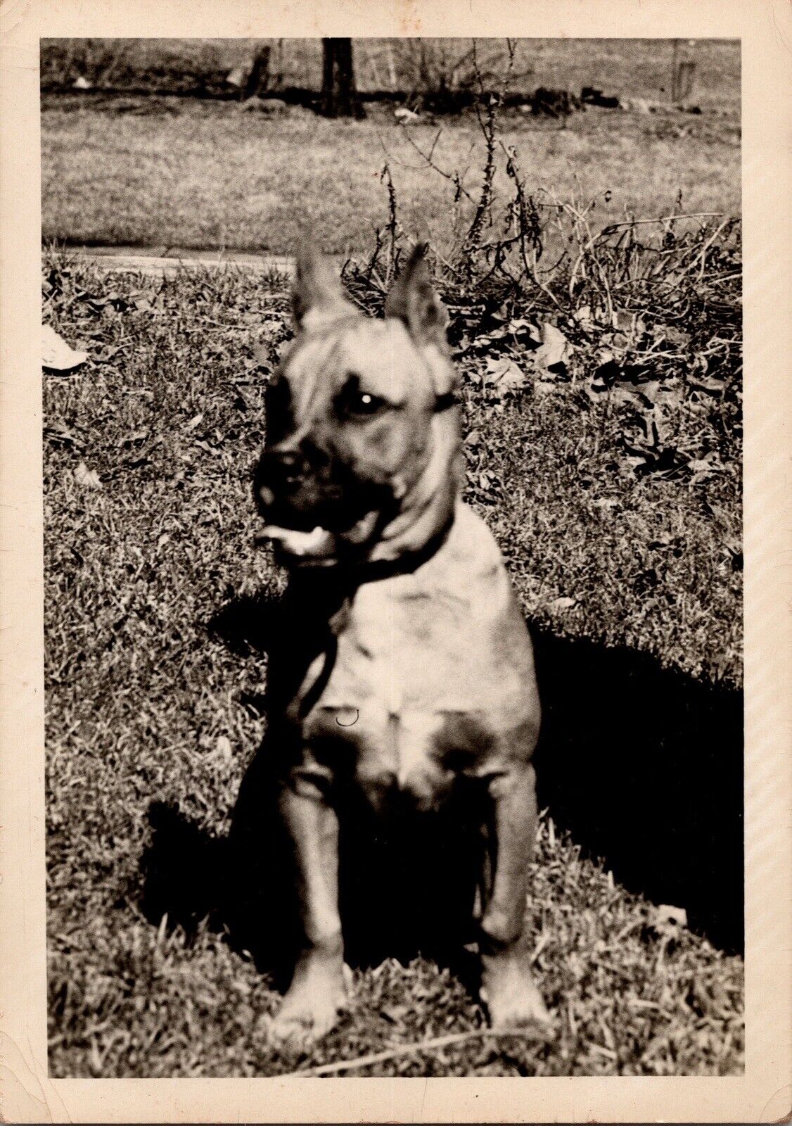 Vtg Found B&W Photo 1950 Dog Pet Retro Animal Canine Outdoors K9