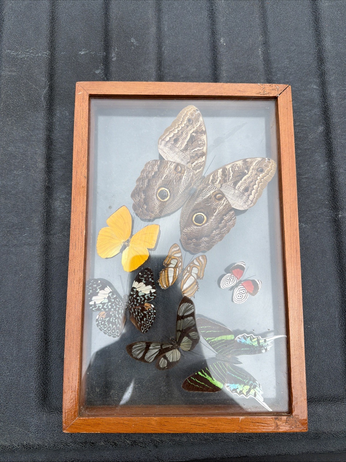 7 Real Butterfly Moth Display Taxidermy Double Glass Shadow Box Frame RARE