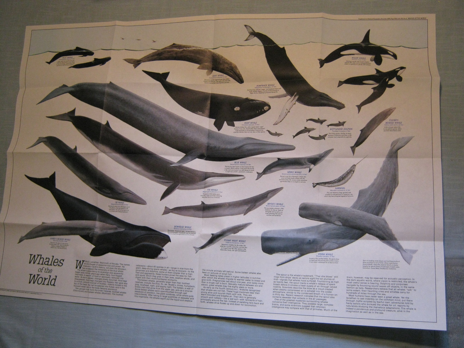 VINTAGE WHALES OF THE WORLD + THE GREAT WHALES MAP National Geographic Dec. 1976
