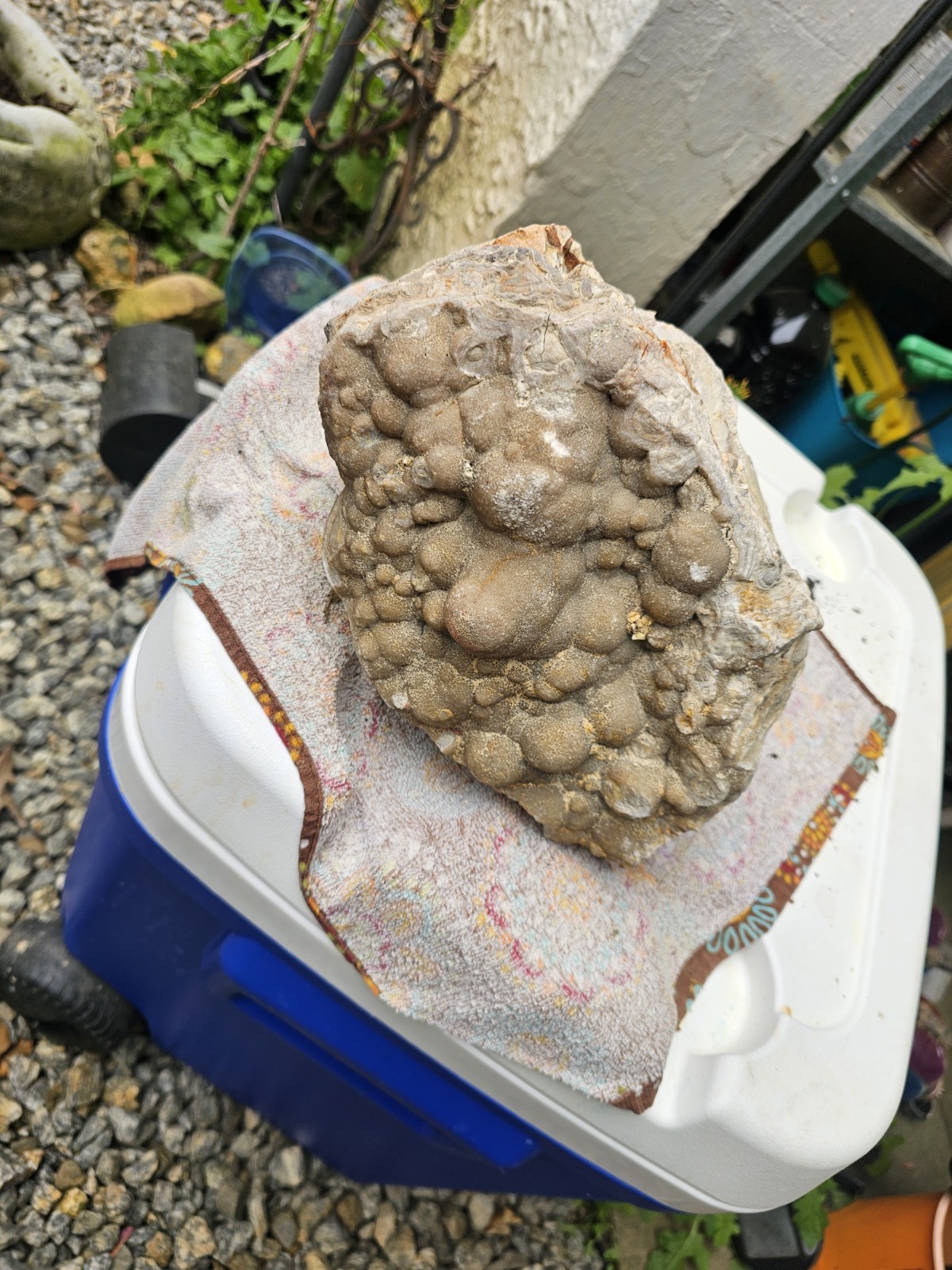 RARE Huge 26.1 Lb Summerville GA Crazy Lace Agate. Untouched. Lapidary Rough