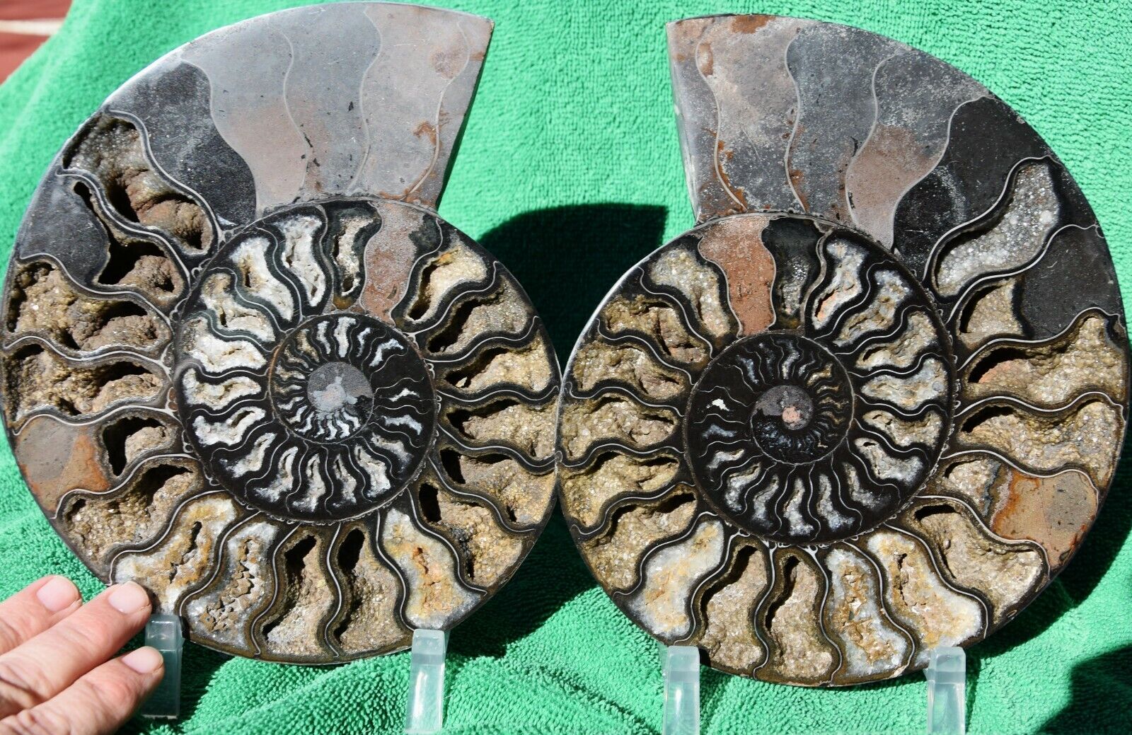 RARE 1 in 100 BLACK Ammonite Pair 198mm Deep Crystals XXXL 8.4\