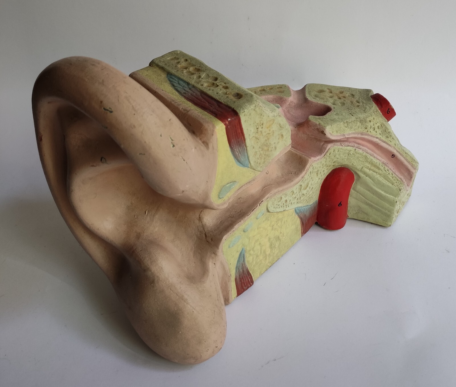 BIG VINTAGE HUMAN ANATOMY MODEL - EAR 