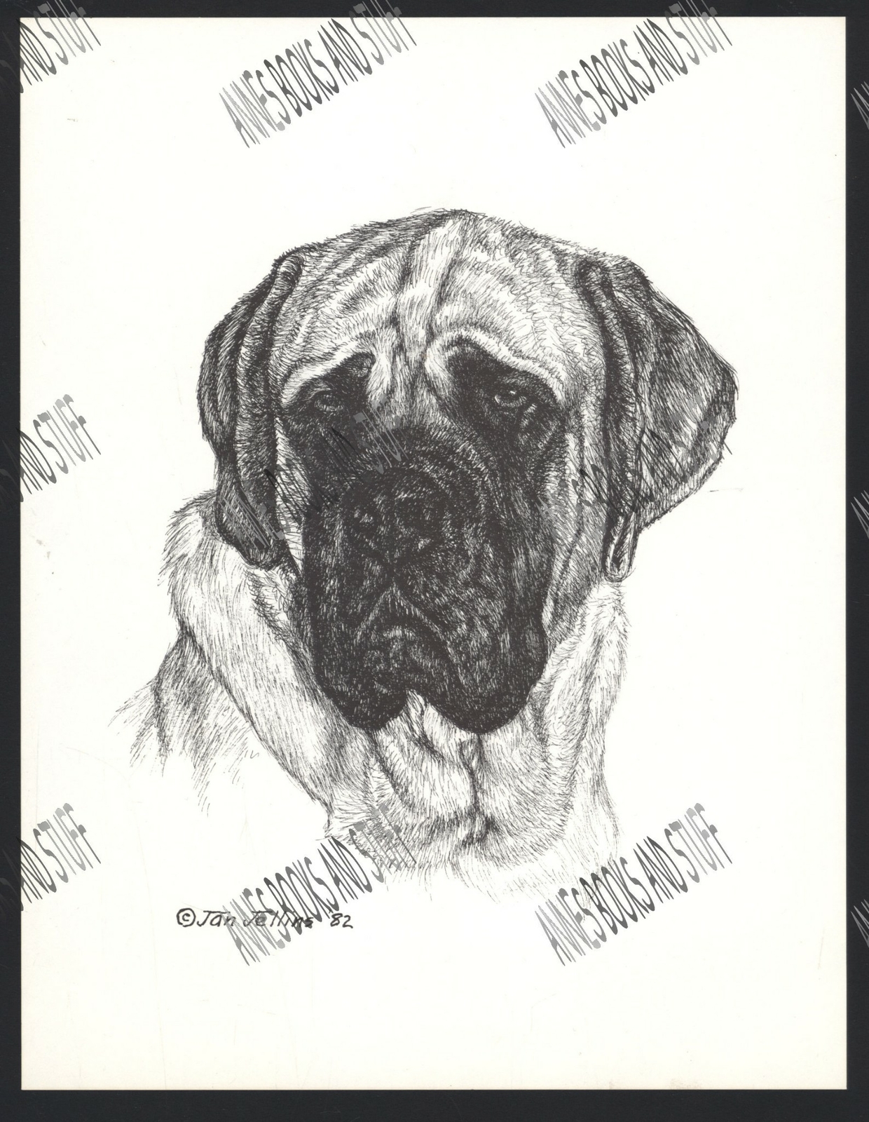 #317 BULL MASTIFF portrait dog art print * Pen and ink drawing by Jan Jellins