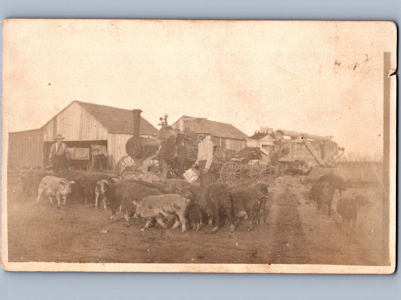 c1910 Farmers Hogs Pigs Steam Traction Engine Tractor RPPC Real Photo Postcard c1910 Farmers Hogs Pigs Steam Traction Engine Tractor RPPC Real Photo Postcard