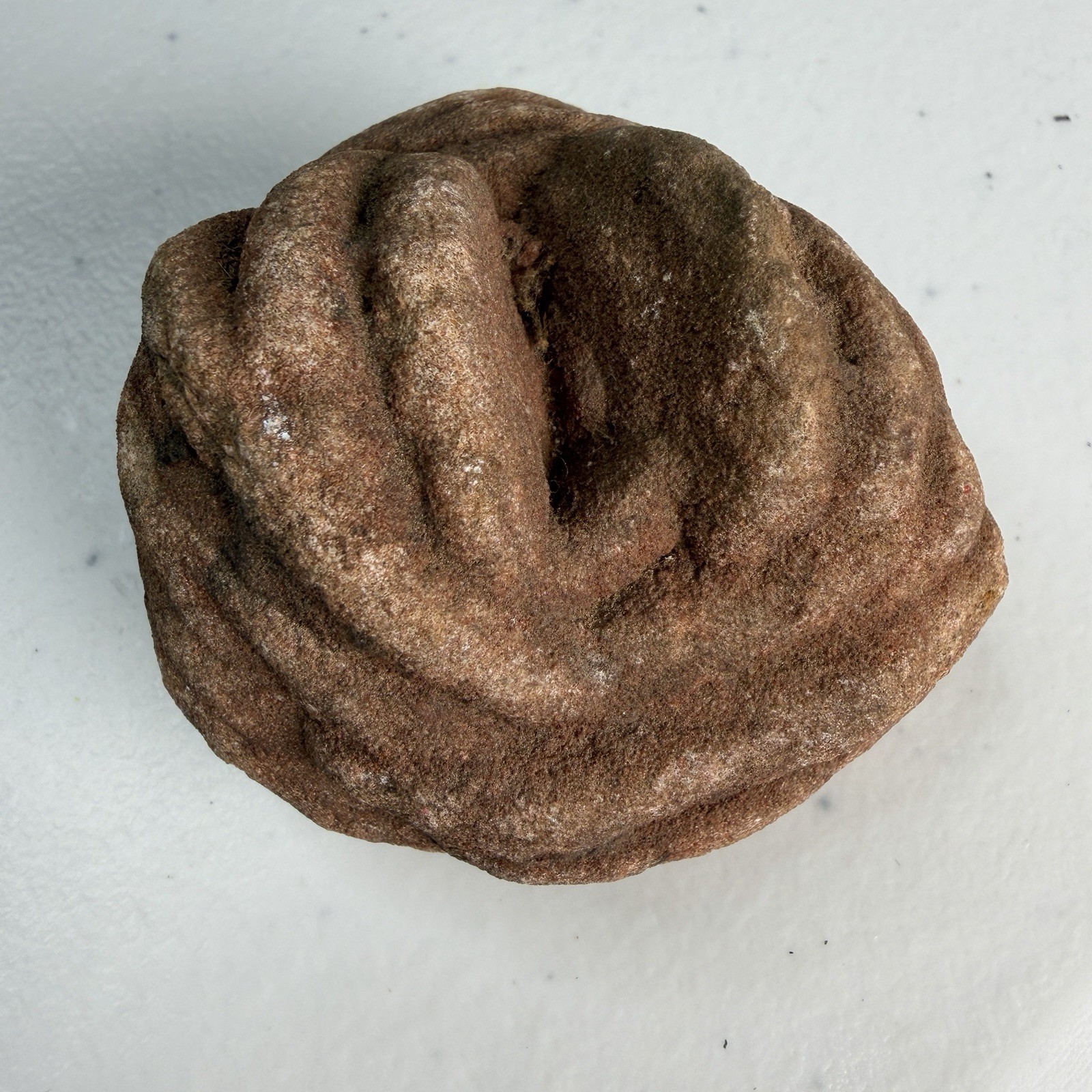 Natural Oklahoma Barite Rose Rock Mineral Specimen State Rock 2.1” 5.4 oz