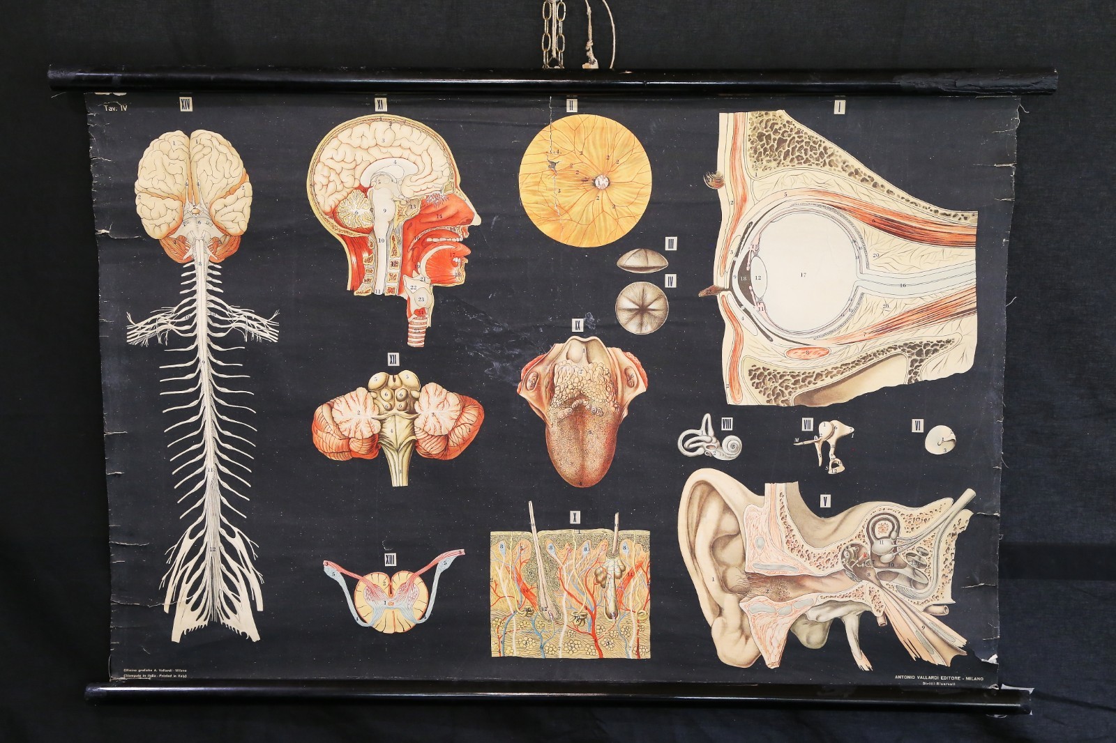 Antonio VAllardi Anatomical Poster Table IV Sense Organs Nervous System 1940s