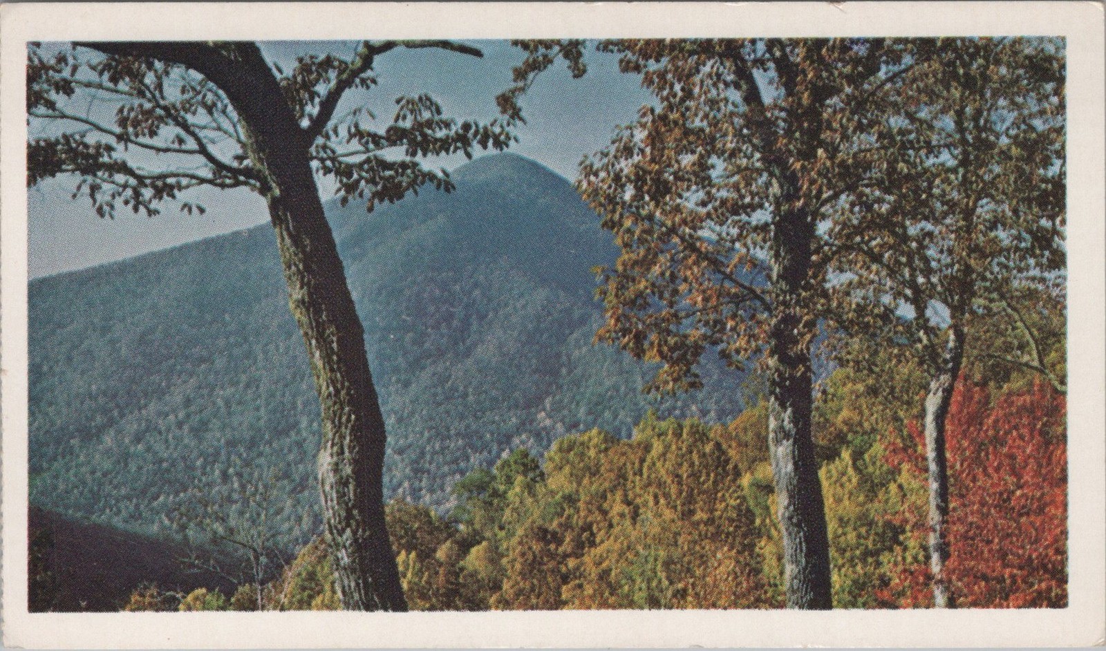 Vintage Blue Ridge Parkway Virginia and North Carolina Autumn Foliage Postcard