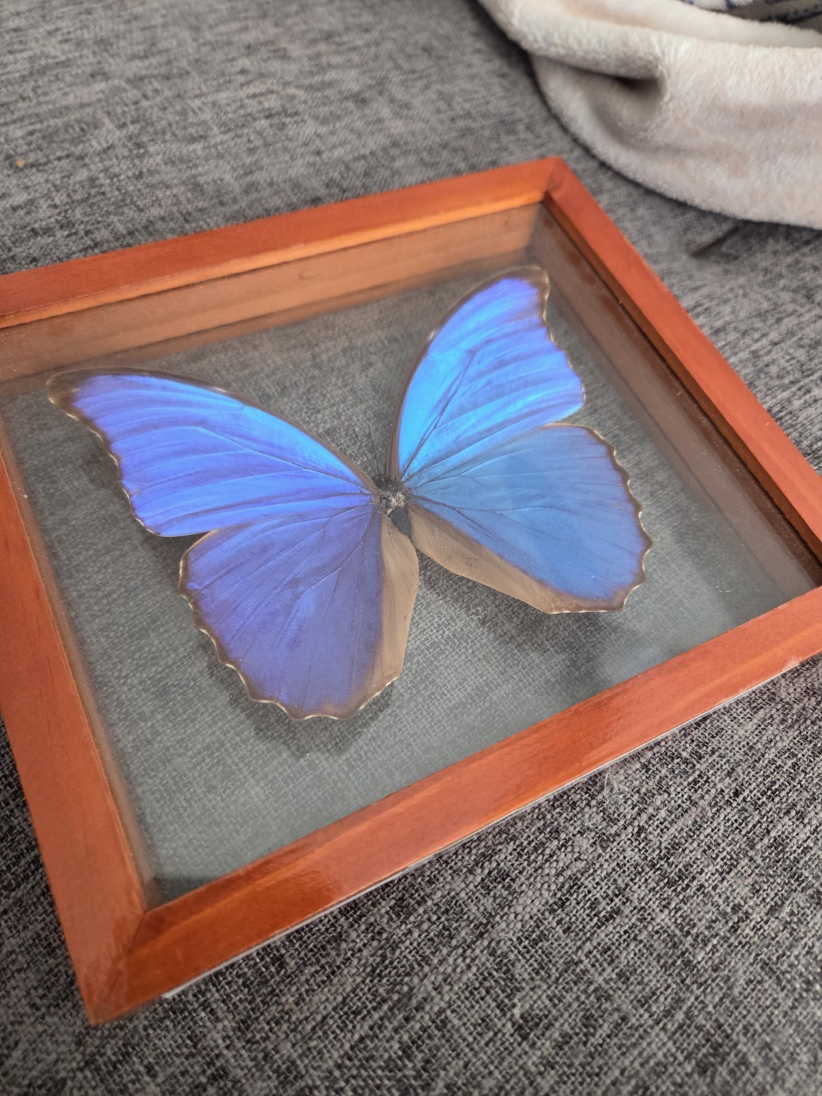 Blue Morpho Butterfly Framed Specimen