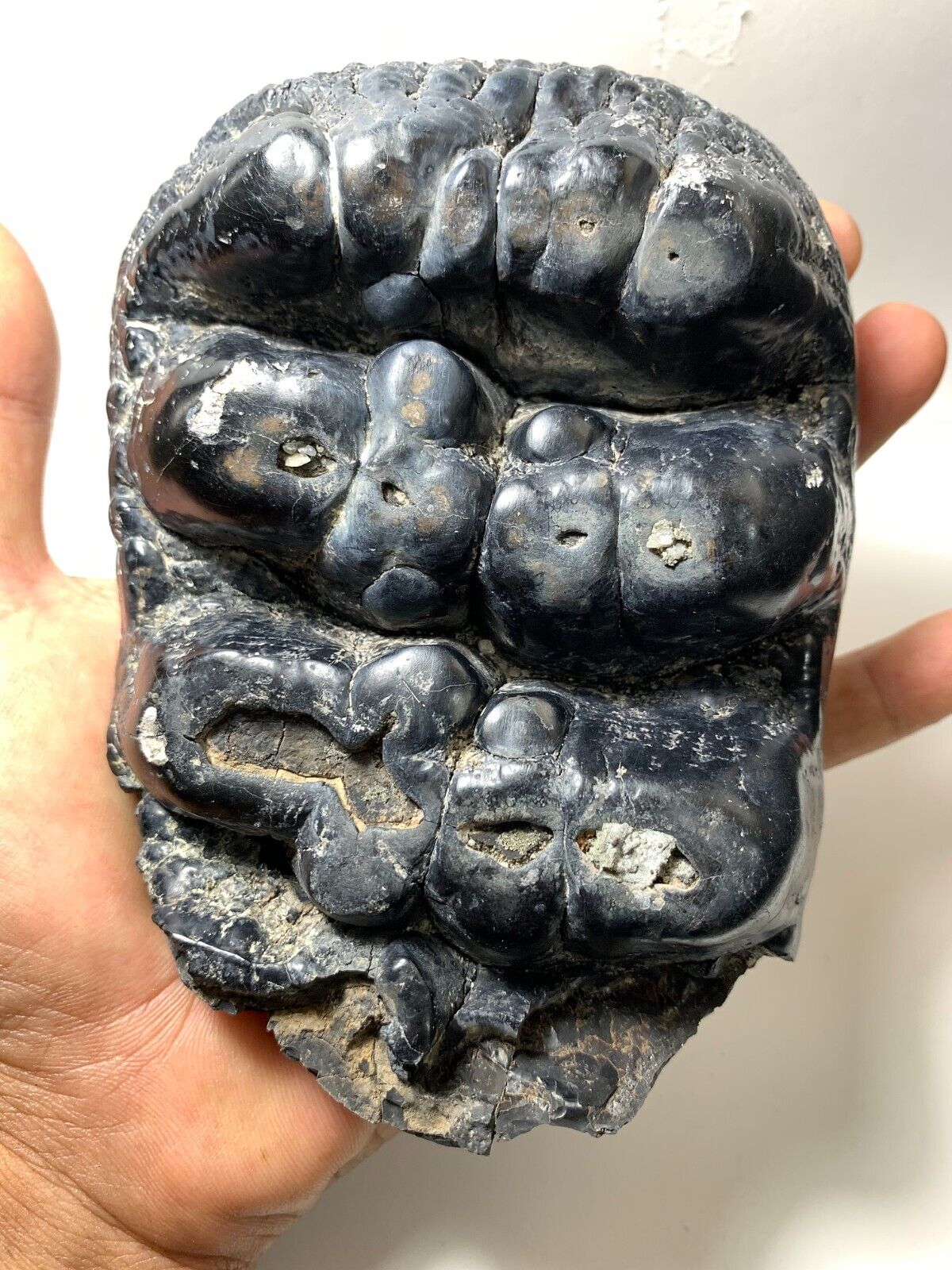 Beautiful Stegolophodon sp. Fossil Tooth Rare Amazing Genuine