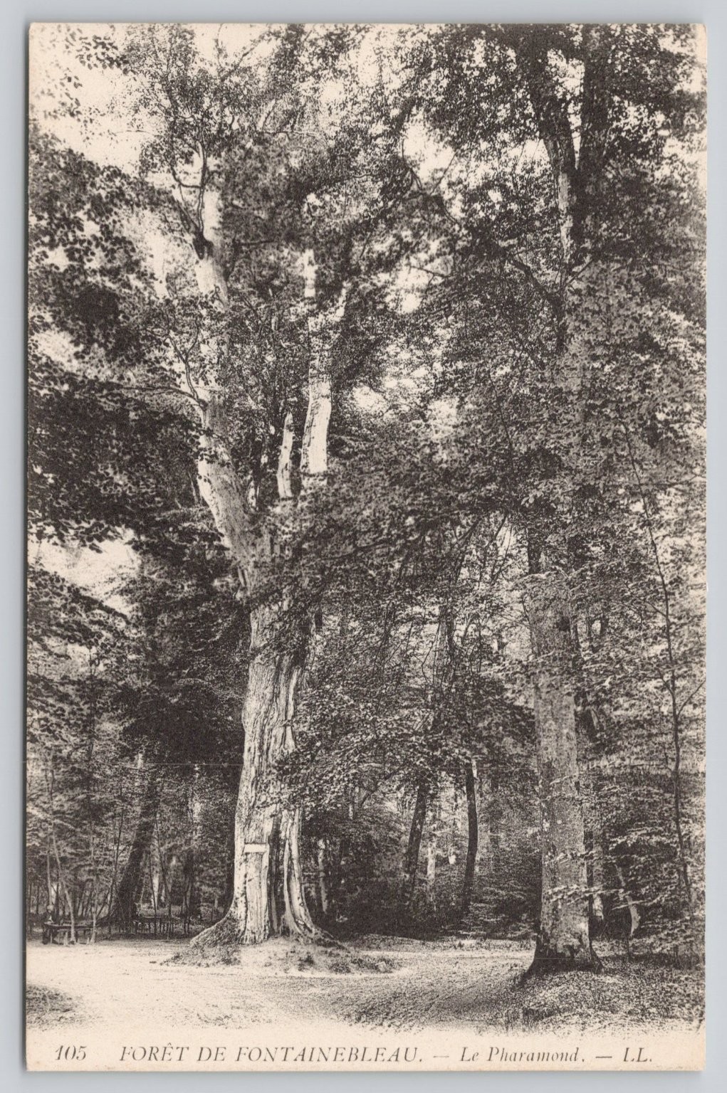 Fontainebleau Forest 