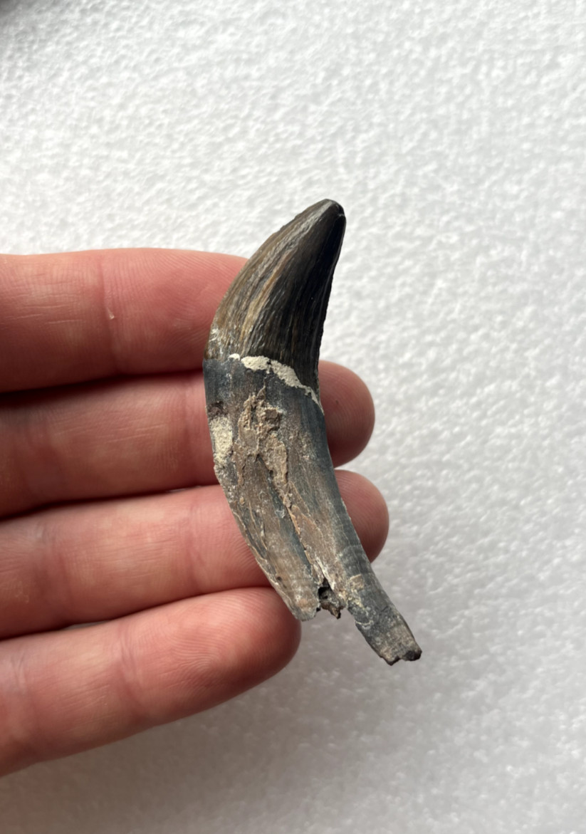 Ankylorhiza Tooth Extinct Killer Cetacean Tooth Authentic South Carolina Fossil