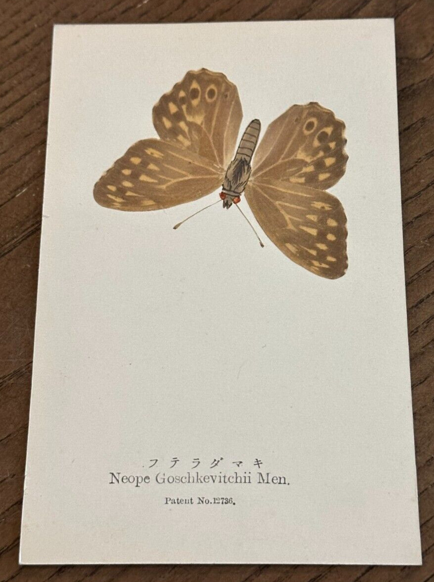 Antiq REAL Butterfly Neope Goschkevitchii Nawa Entomological Japan 1910 Postcard