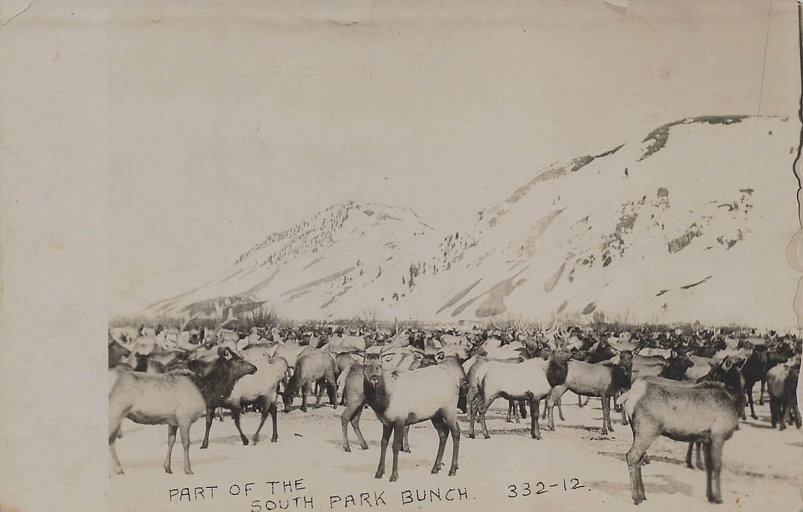 SOUTH PARK BUNCH ANTELOPE PRONGHORN POSTCARD JACKSON HOLE WY WYOMING 1912 RPPC