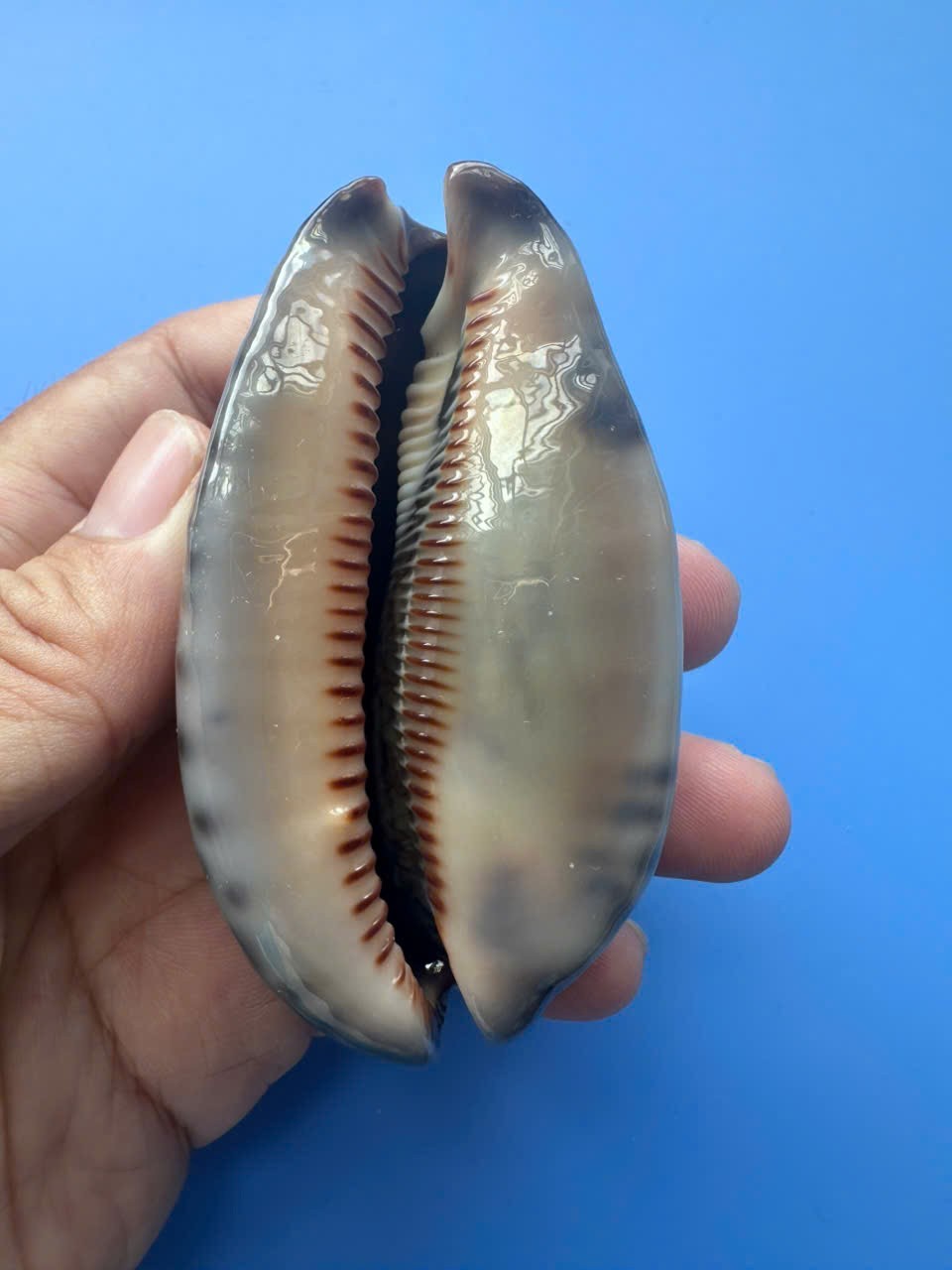 76.3mm | Mauritia arabica asiatica | GIANT size | F+++ | RARE | Nice Shell