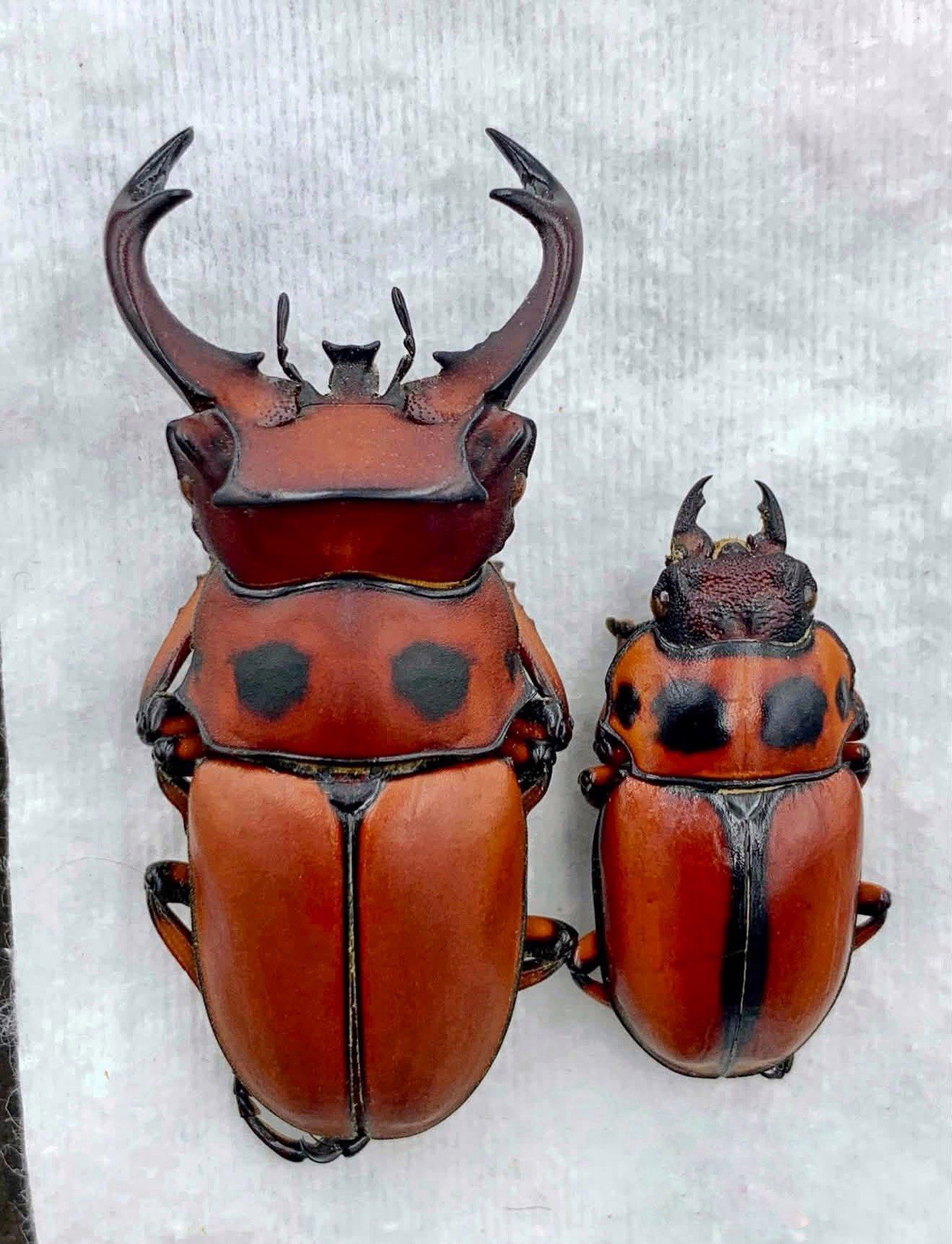 Lucanidae Homoderus johnstoni From Congo Pair 50/31mm A1 Very Rare Large Size 