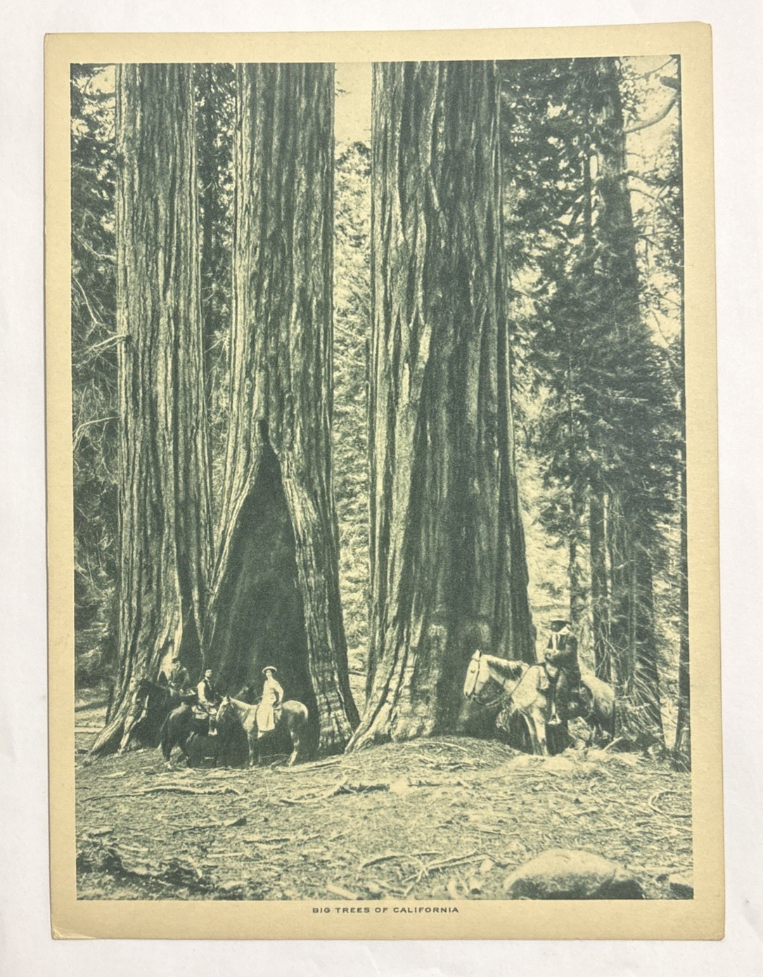 Big Trees of California Photogravure Print 1913 The Mentor