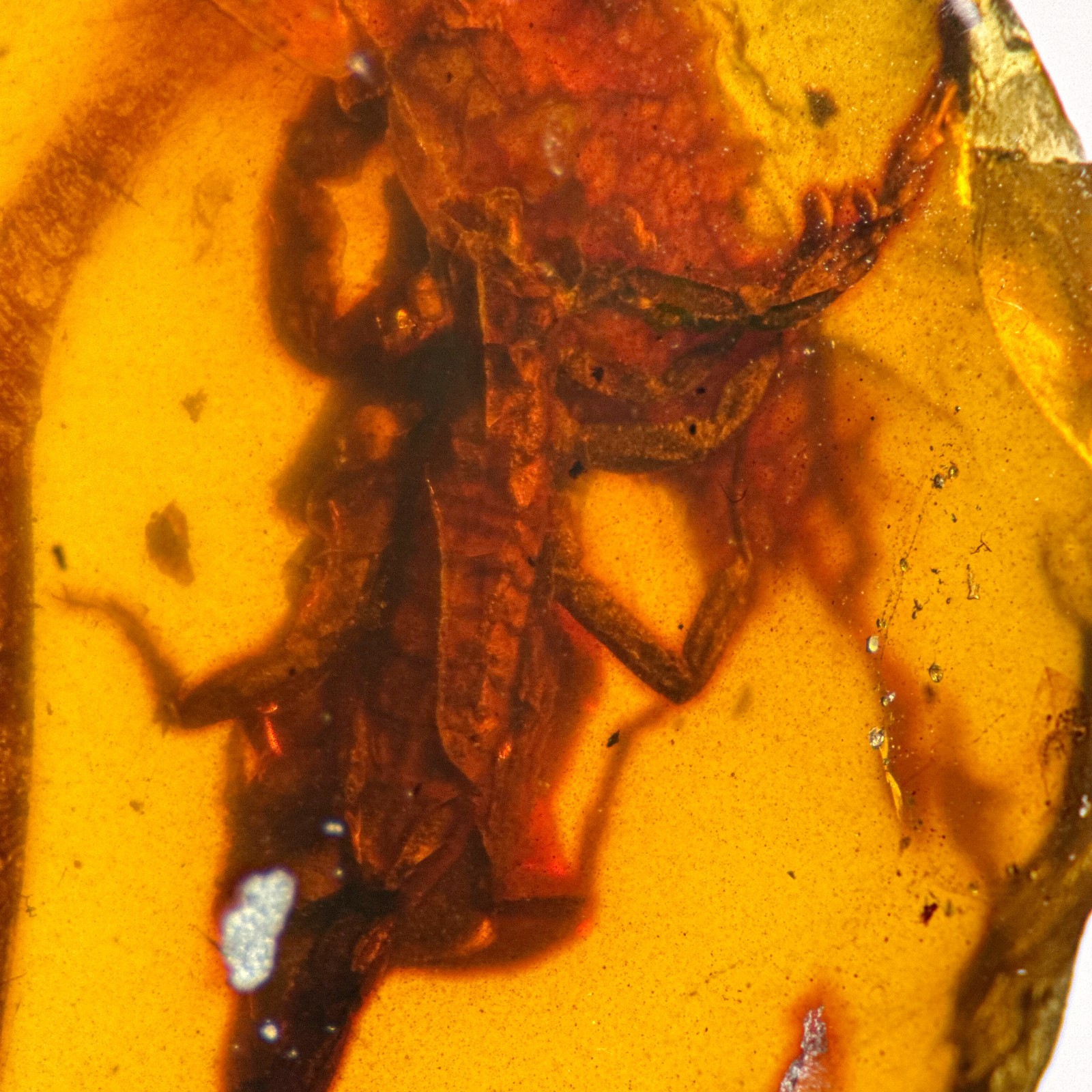 HUGE SCORPION / Burmite amber fossil / 100% genuine