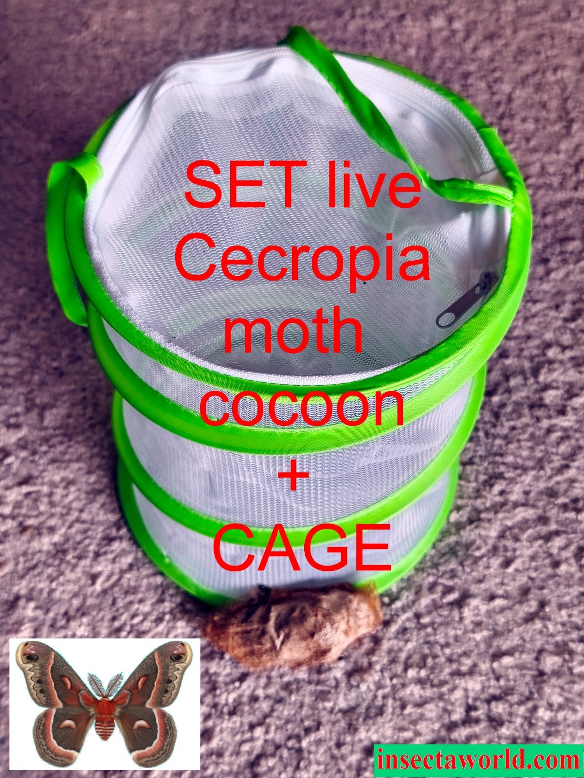 Cecropia moth (Hyalophora cecropia) - LIVE COCOON in DIAPAUSE   + CAGE 9 x 11\