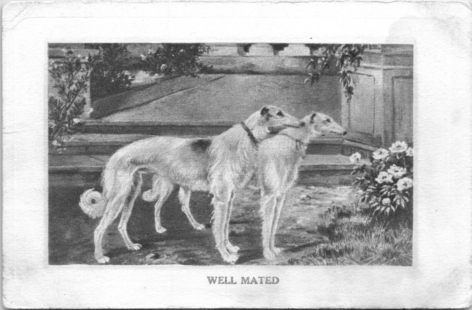 Vintage Russian Borzoi Postcard Well Mated 1911 Series III  - A18