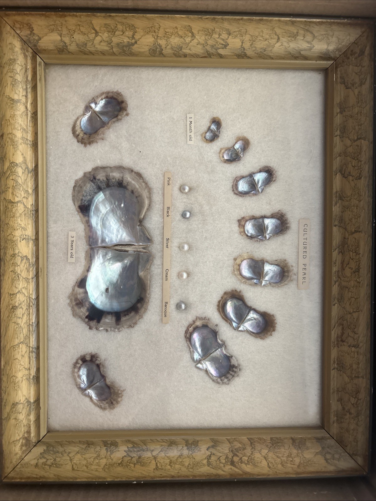 VINTAGE 1940S FRAMED CULTURED PEARLS & SHELLS JAPANESE OYSTER GROWTH DISPLAY VINTAGE 1940S FRAMED CULTURED PEARLS & SHELLS JAPANESE OYSTER GROWTH DISPLAY