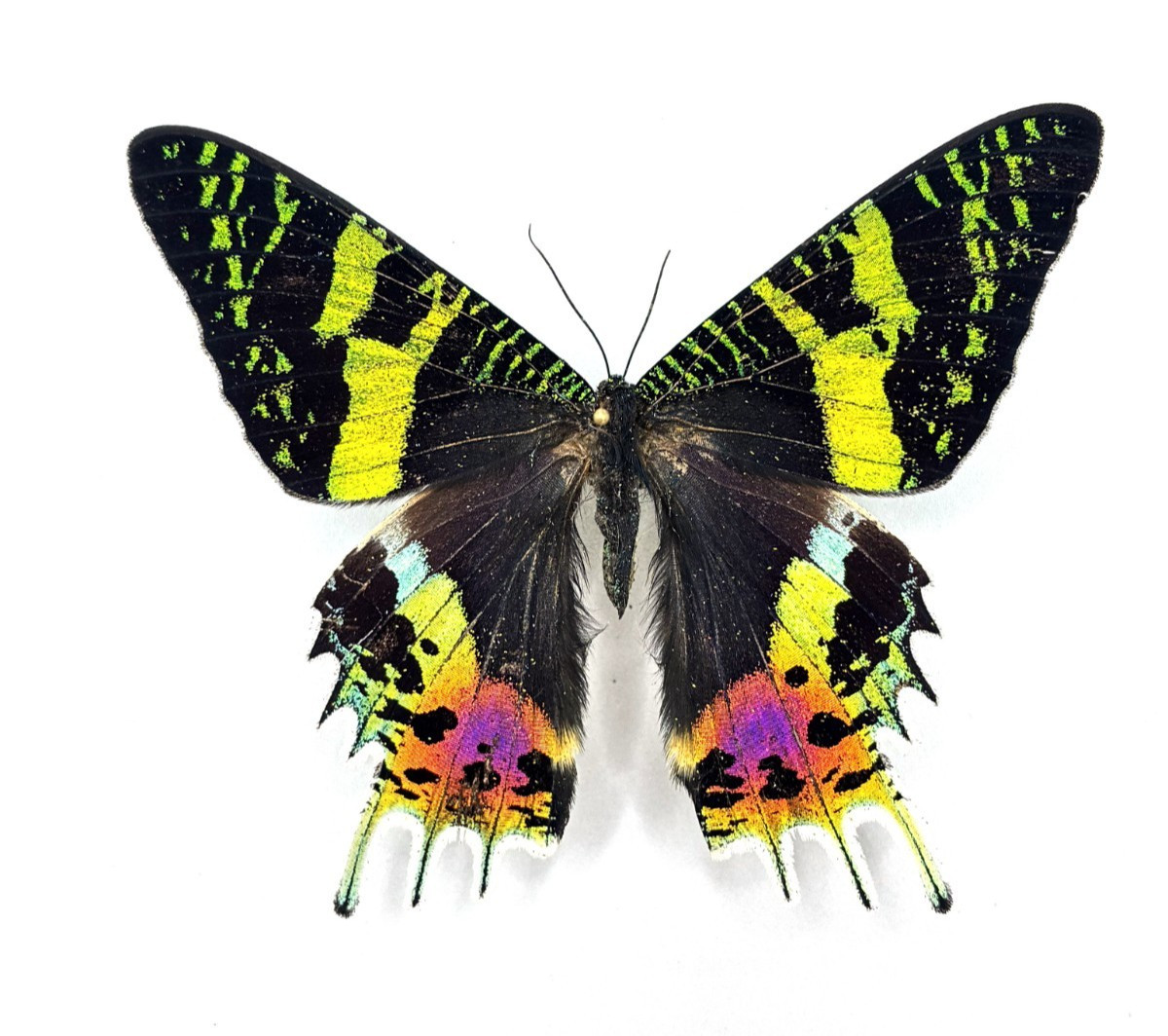 Urania ripheus Butterfly RAINBOW SUNSET MOTH UNMOUNTED WINGS CLOSED