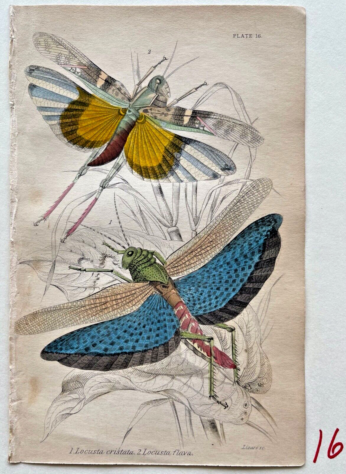 1843 Jardine NATURALIST'S LIBRARY HC Mantis/Dragonflies/Crickets/MORE YOU SELECT