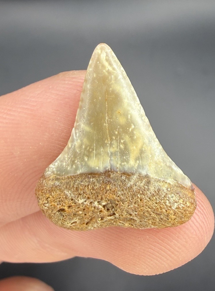 Worn GREAT WHITE Shark Tooth Fossil 0.91” from California