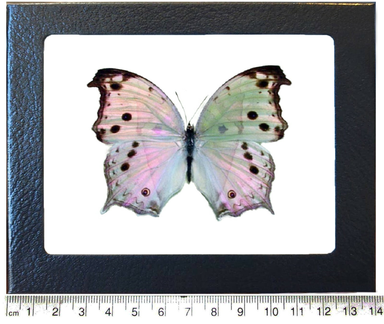 Salamis parhassus pink purple black mother of pearl butterfly Africa framed