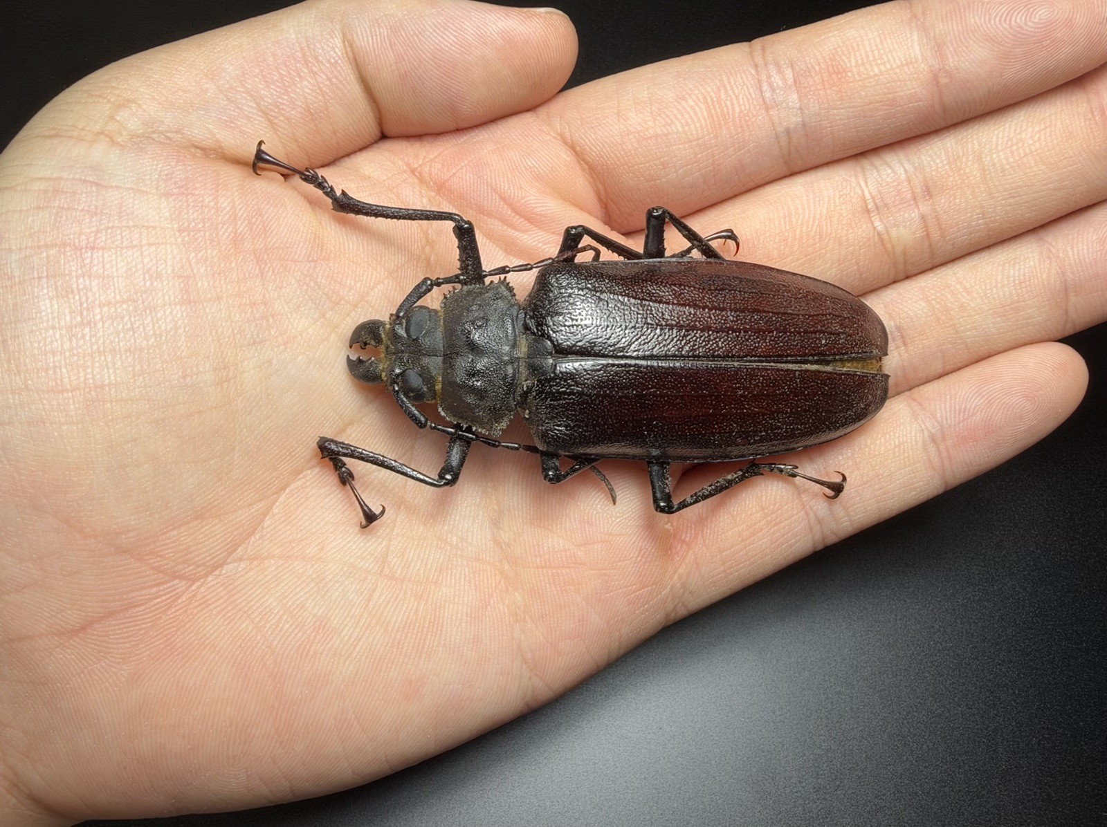 Insect,Beetle Cerambycidae: omotagus lacordairei   A1 74mm+ | W.Papua[Very Rare]