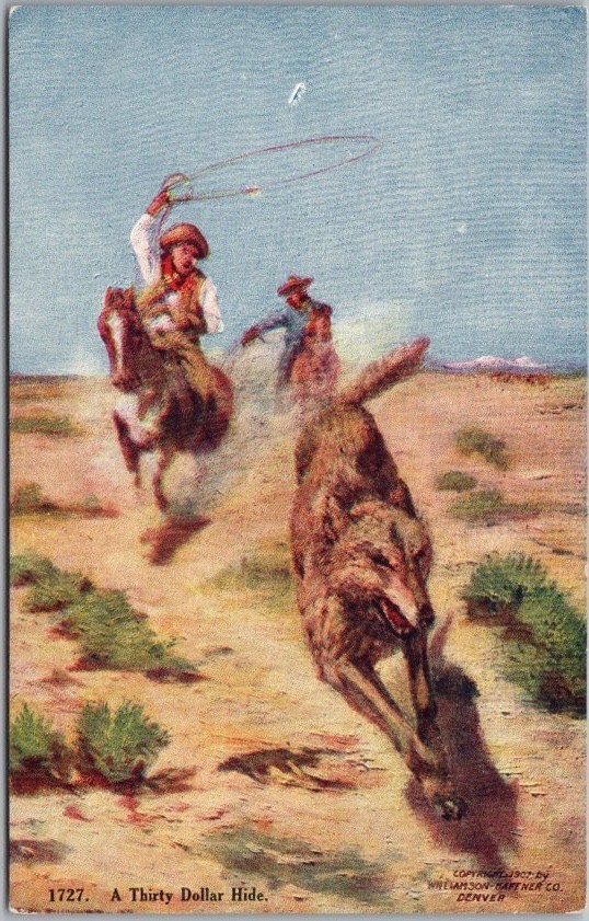 c1907 Cowboy / Western Postcard \