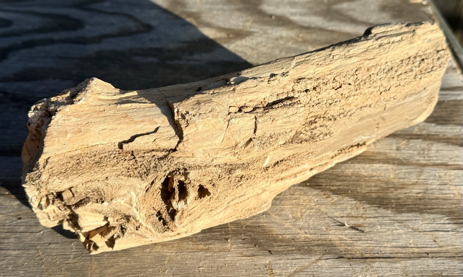 KNOTTY* 6.6# Fossil Wood~Druzy Sparkle~Full Round~Nice Intricate Knot~Grow Rings KNOTTY* 6.6# Fossil Wood~Druzy Sparkle~Full Round~Nice Intricate Knot~Grow Rings