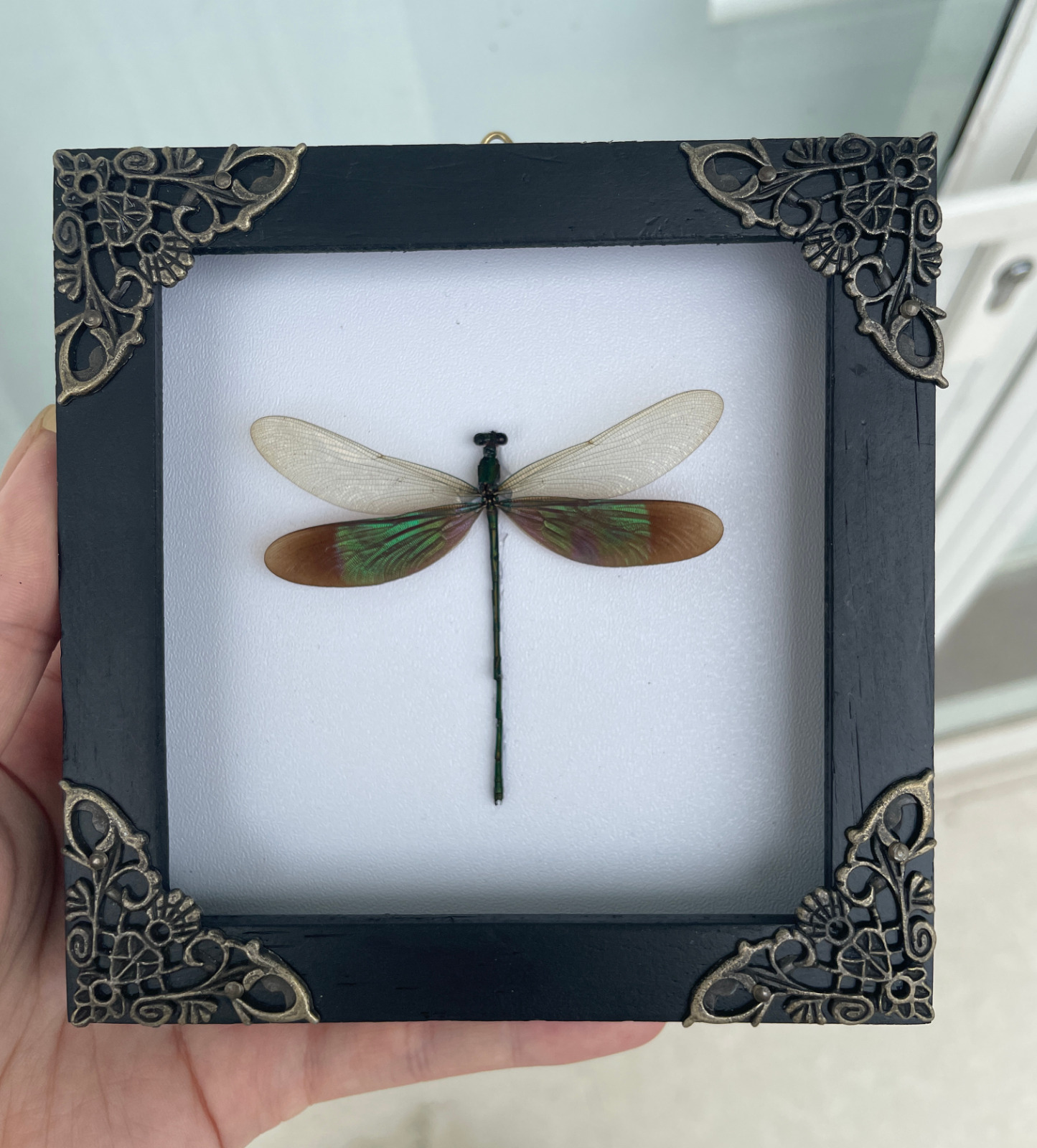 Real Wings Dragonfly Framed Preserved Insect Specimen Wall Decor Handmade