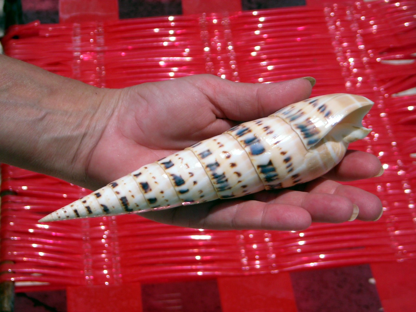 1 Giant Marlin Spike Seashell 7 1/2 