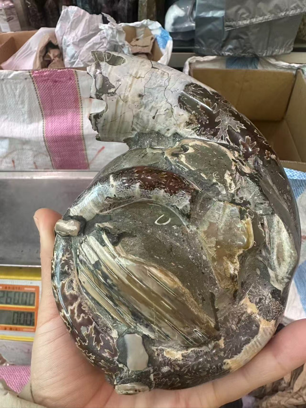 3.44LB Natural ammonite fossil conch Crystal specimen Reiki healing decor