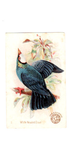 1898 (J2)  #5 White Headed Dove, Arm & Hammer New Series Beautiful Bi Large Size