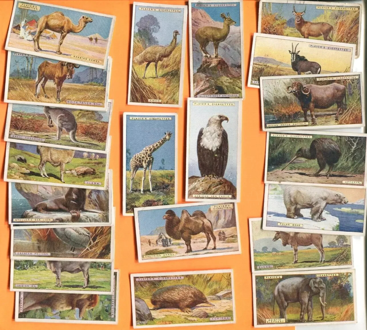 1924 JOHN PLAYER & SONS NATURAL HISTORY 50 TOBACCO CARD SET