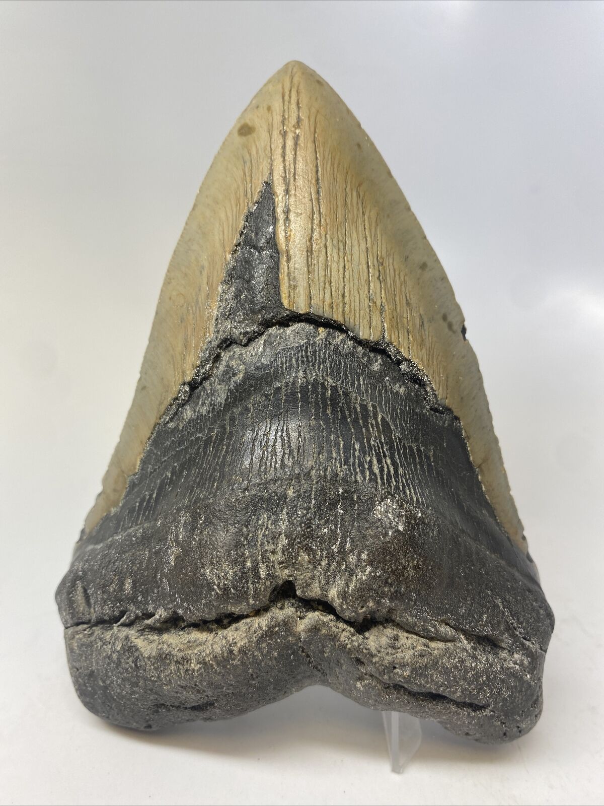 Megalodon Shark Tooth 5.90” Huge - Authentic - Natural Fossil 14846